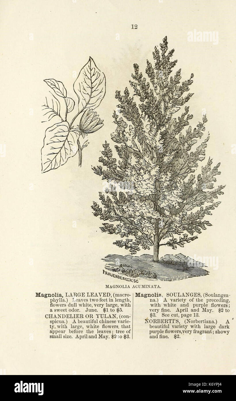 Ellwanger and Barry's descriptive catalogue of ornamental trees and shrubs, roses, flowering plants, etc., etc., etc (16436533332) Stock Photo