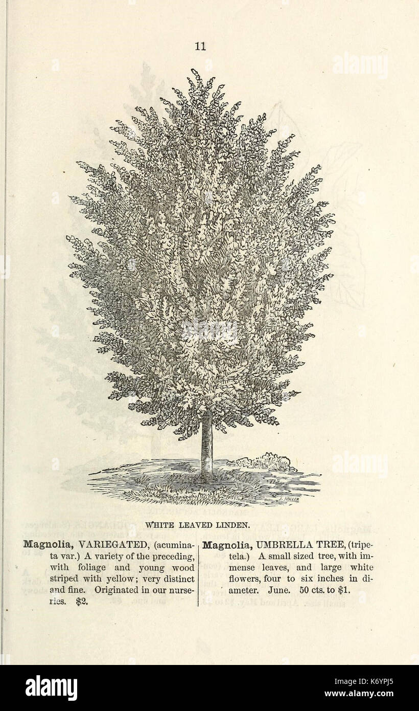 Ellwanger and Barry's descriptive catalogue of ornamental trees and shrubs, roses, flowering plants, etc., etc., etc (16437474385) Stock Photo