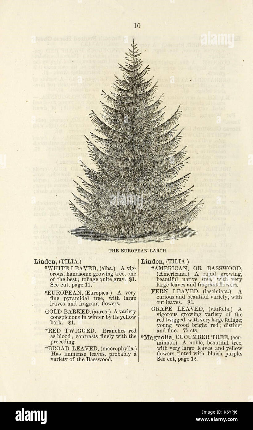 Ellwanger and Barry's descriptive catalogue of ornamental trees and shrubs, roses, flowering plants, etc., etc., etc (16250056220) Stock Photo