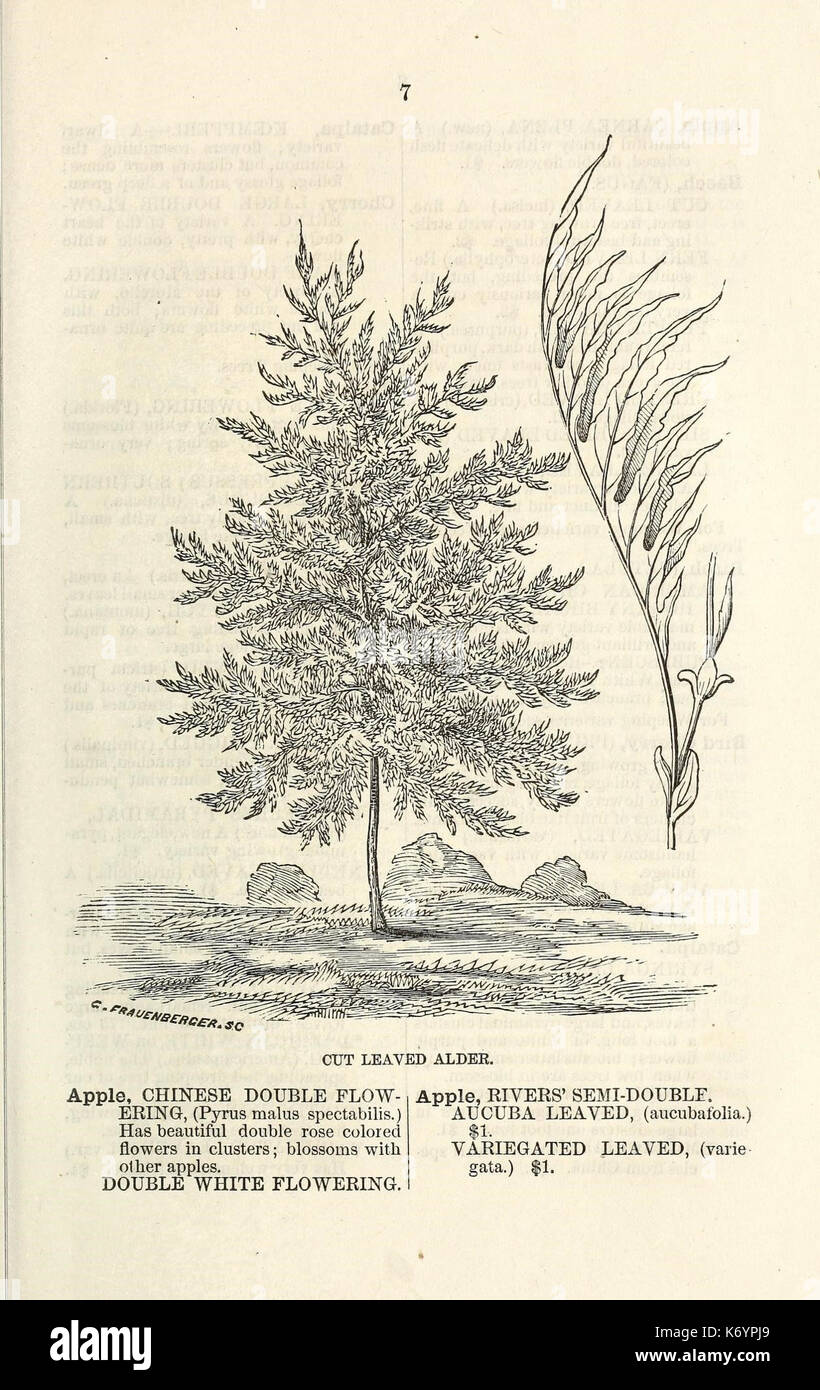 Ellwanger and Barry's descriptive catalogue of ornamental trees and shrubs, roses, flowering plants, etc., etc., etc (16250054120) Stock Photo