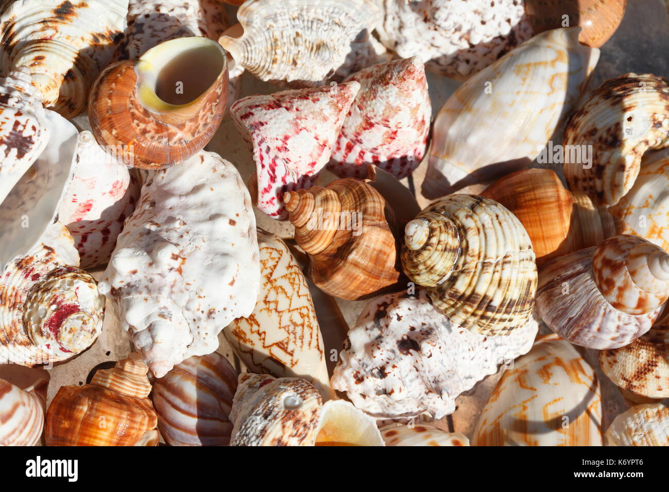 Mussels shells in a Souvenier Shop Stock Photo