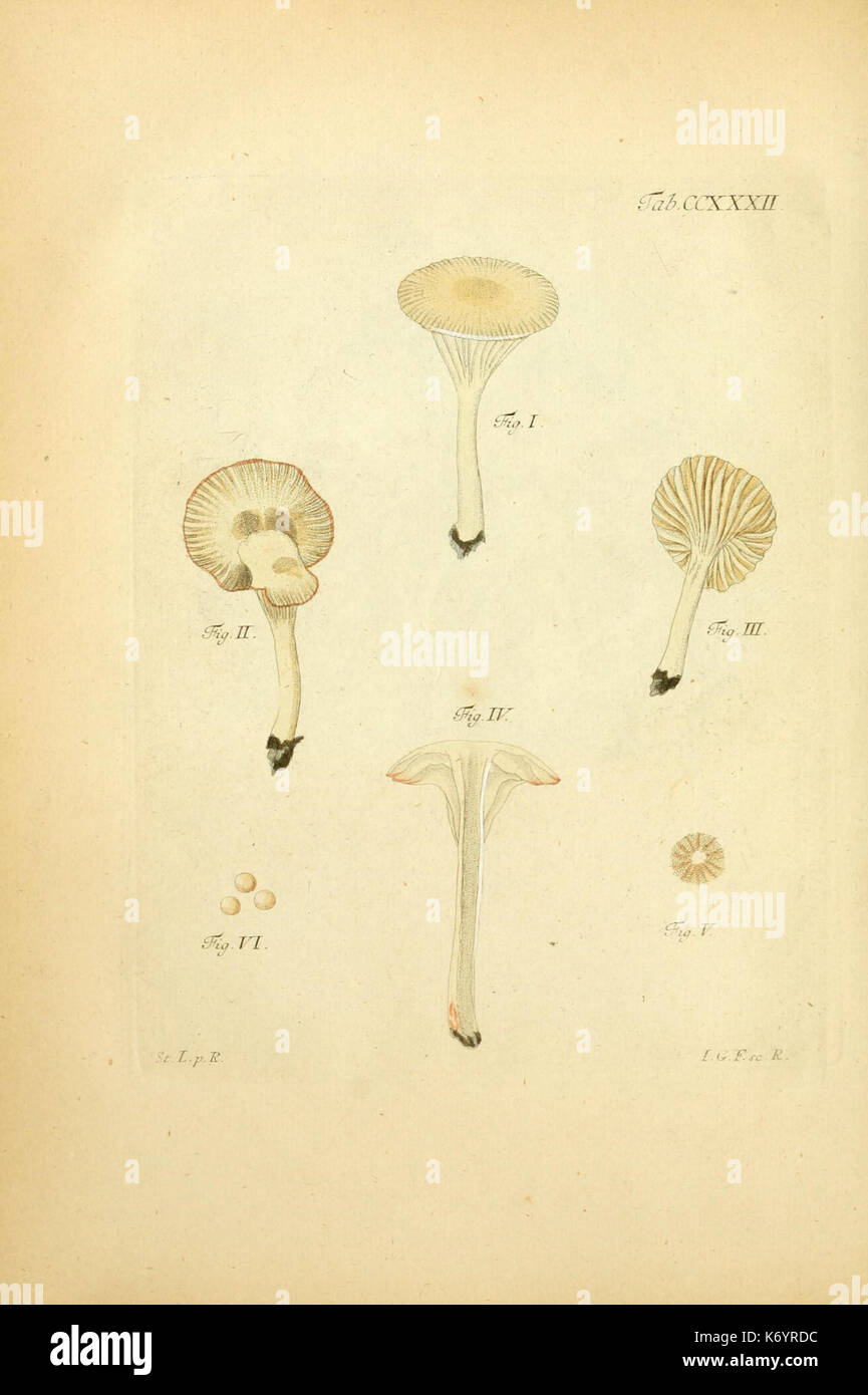 Fungorum qui in Bavaria et Palatinatu circa Ratisbonam nascuntur icones ...