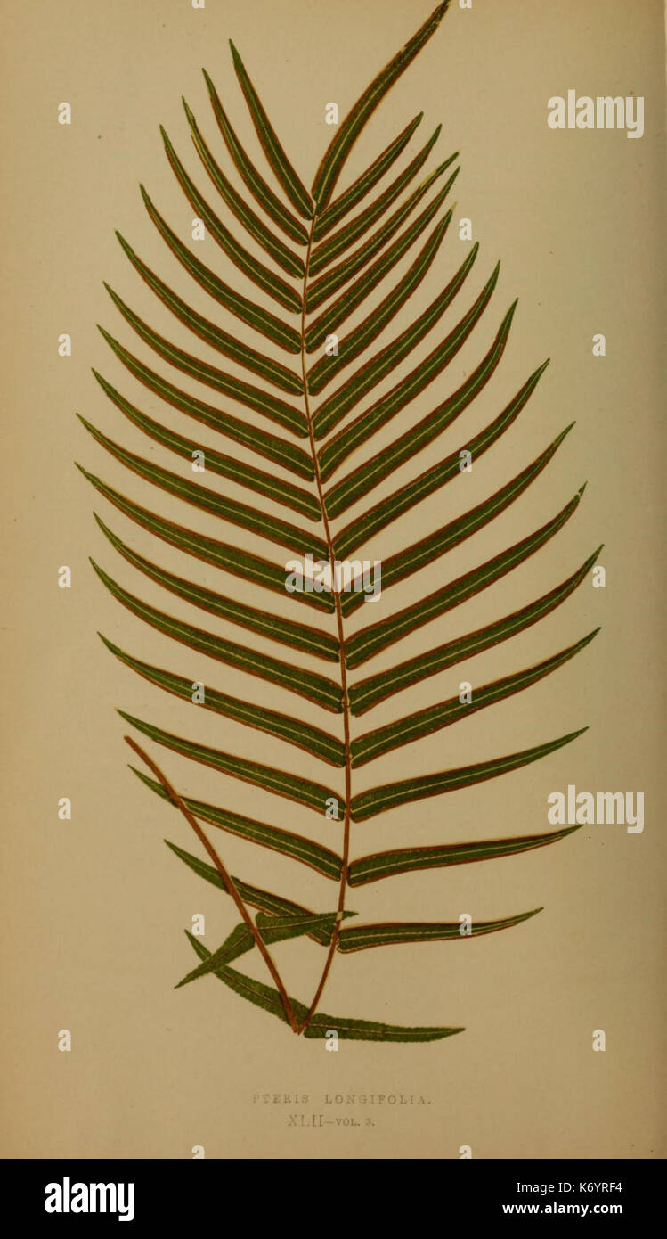 Global fern species hi-res stock photography and images - Alamy