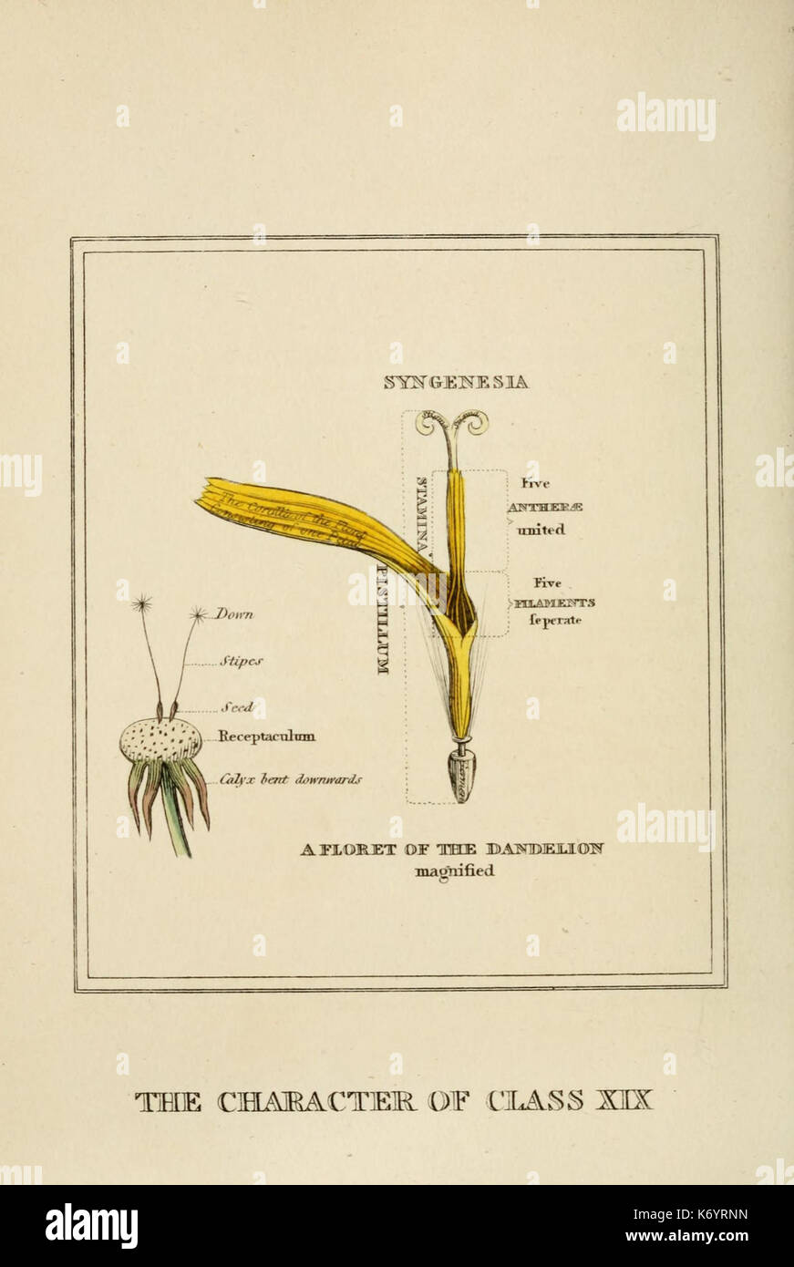 Elements of the science of botany (9901946553 Stock Photo - Alamy
