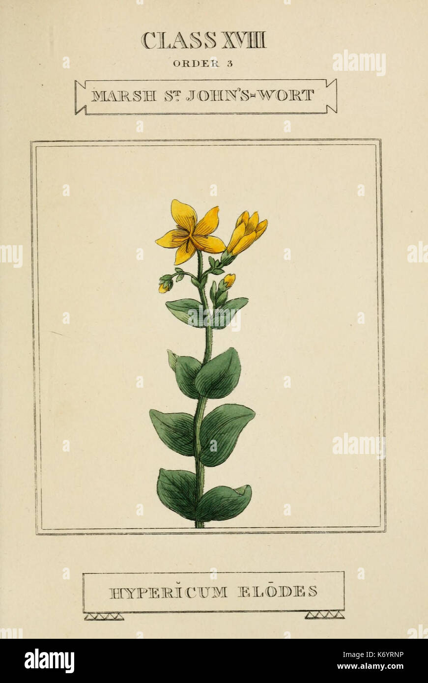 Elements of the science of botany (9901941953 Stock Photo - Alamy