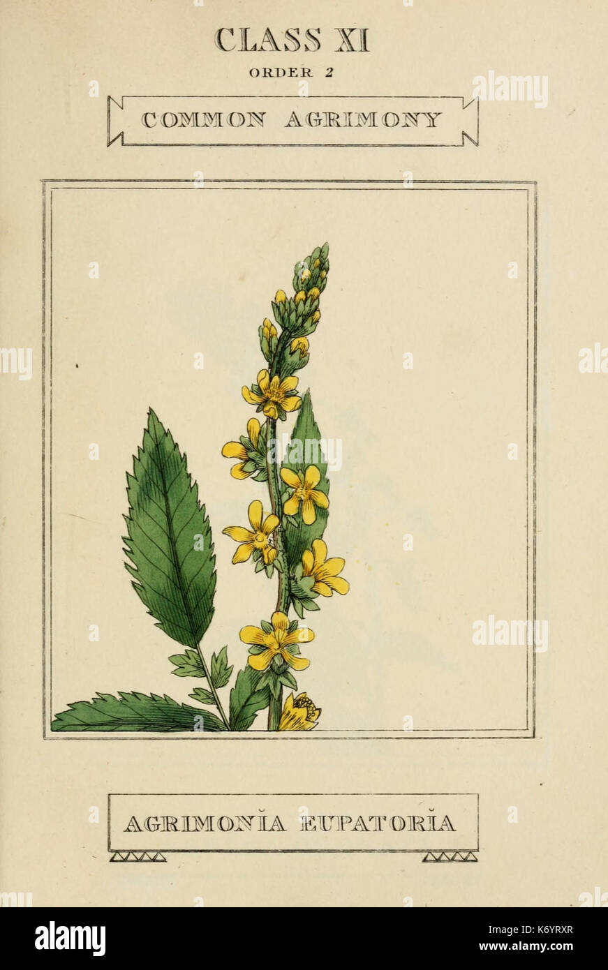 Elements of the science of botany (9901240085 Stock Photo - Alamy