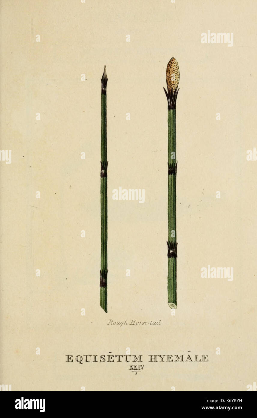 Elements of the science of botany (9900616603 Stock Photo - Alamy