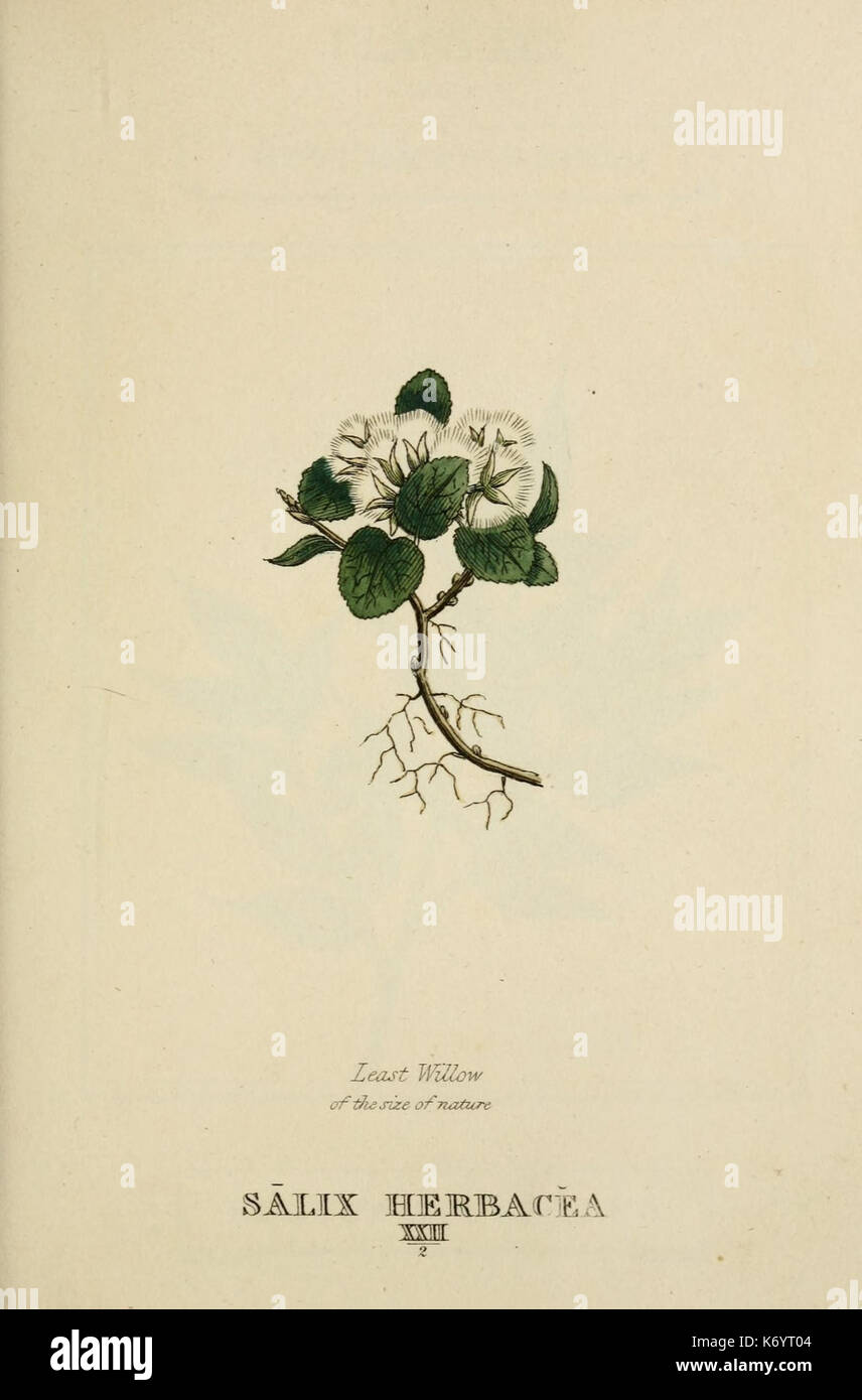 Elements of the science of botany (9900405415 Stock Photo - Alamy