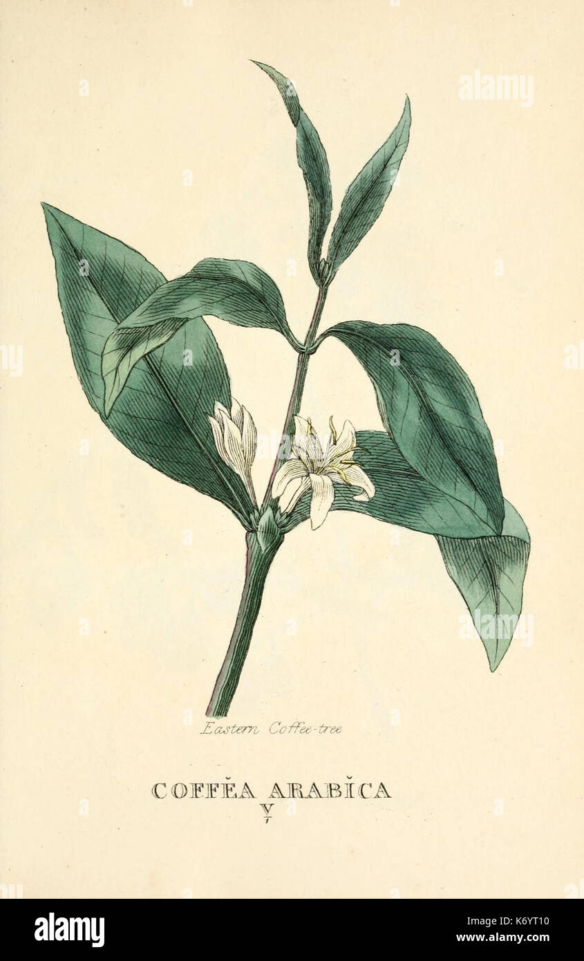 Science Botay Elements of the science of botany (9787740193 Stock Photo - Alamy