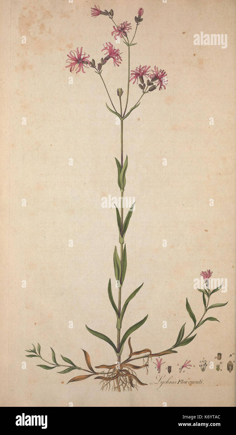 Flora Londinensis, or, Plates and descriptions of such plants as grow
