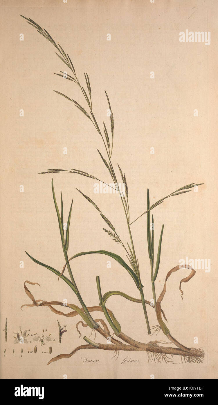 Flora Londinensis, or, Plates and descriptions of such plants as grow