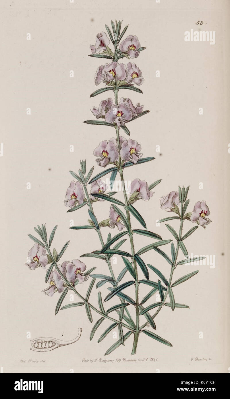 19th century botanical study hi-res stock photography and images - Alamy