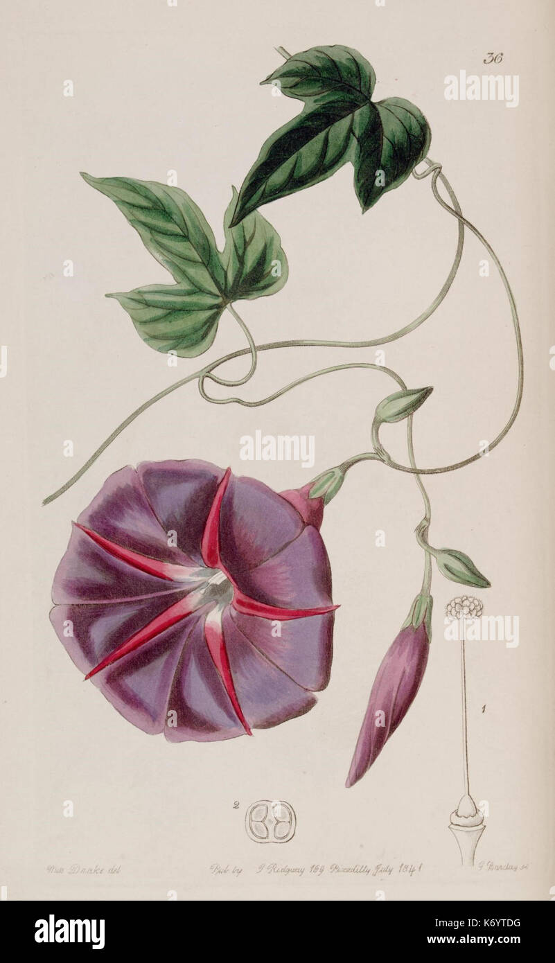 Antique botanical paintings hi-res stock photography and images - Alamy
