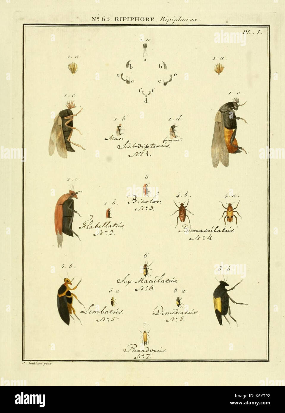 Entomologie, ou, Histoire naturelle des insectes (No. 65 Ripiphore Pl. I) (8112731514) Stock Photo