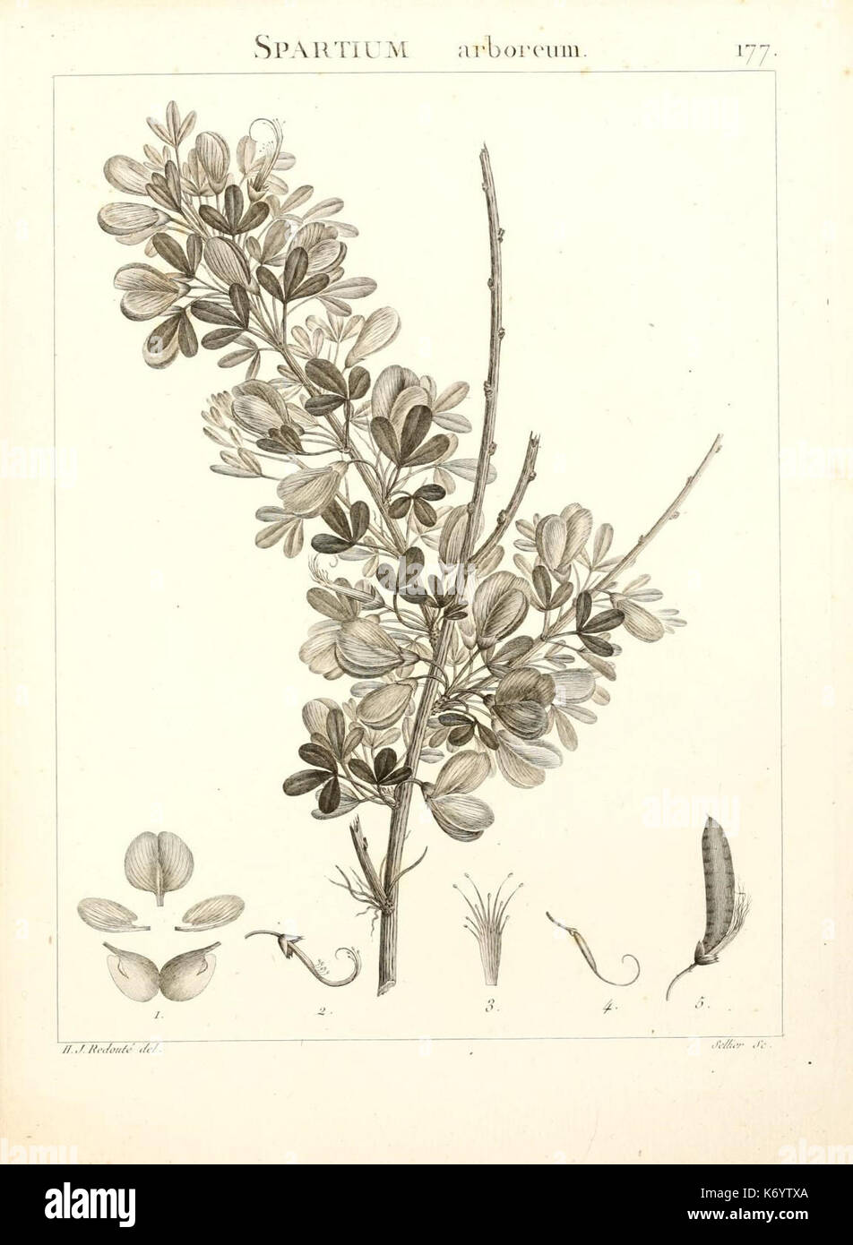 Flora Atlantica, sive, Historia plantarum quae in Atlante, agro Tunetano et Algeriensi crescunt (Plate 177) (9298188797) Stock Photo