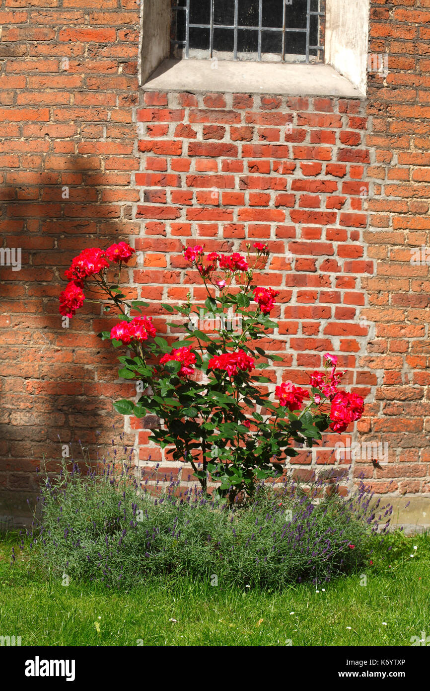 blossoming red colored Roses flowers and old brick wall Stock Photo - Alamy
