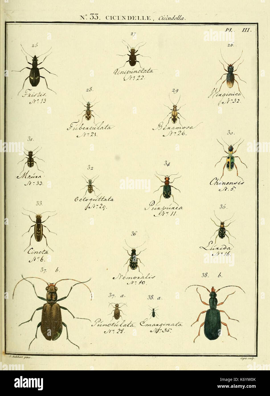 Entomologie, ou, Histoire naturelle des insectes (No. 33 Cicendele Pl. III) (8112692977) Stock Photo