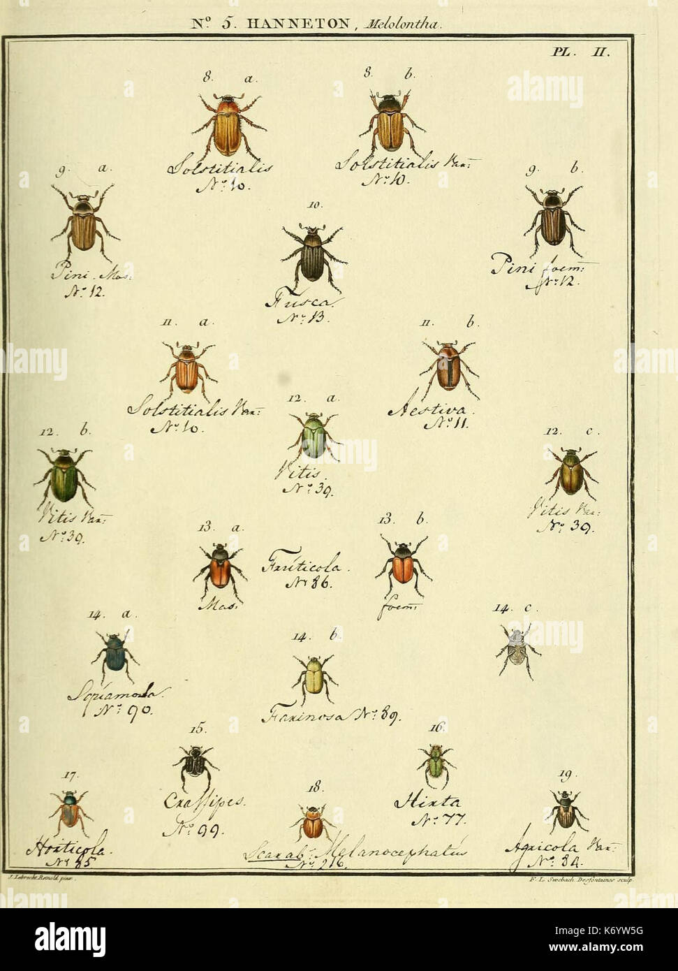 Entomologie, ou, Histoire naturelle des insectes (No. 5 Hanneton Pl. II) (8112655625) Stock Photo