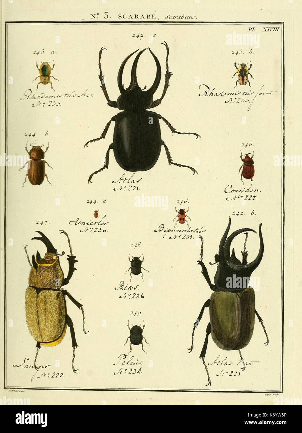 Entomologie, ou, Histoire naturelle des insectes (No. 3 Scarabe Pl