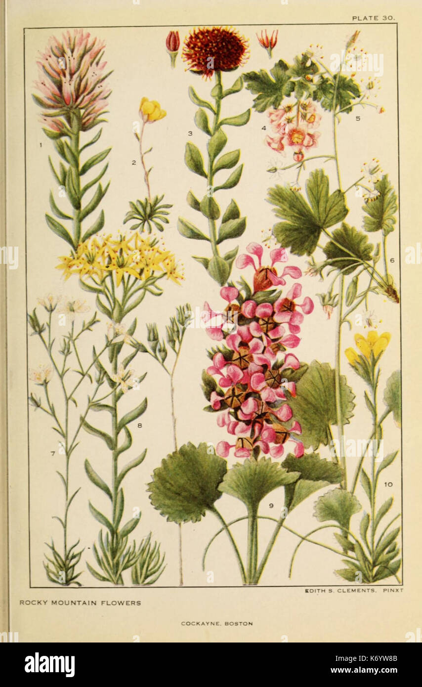 Flowers of mountain and plain (Plate 30) (8220466423 Stock Photo Alamy