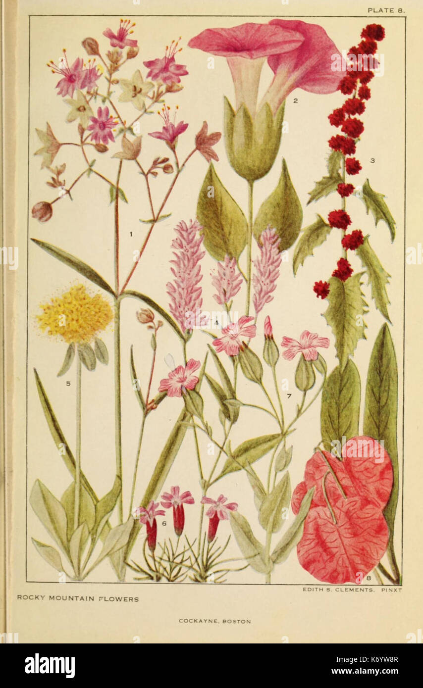 Flowers of mountain and plain (Plate 8) (8220459415 Stock Photo Alamy