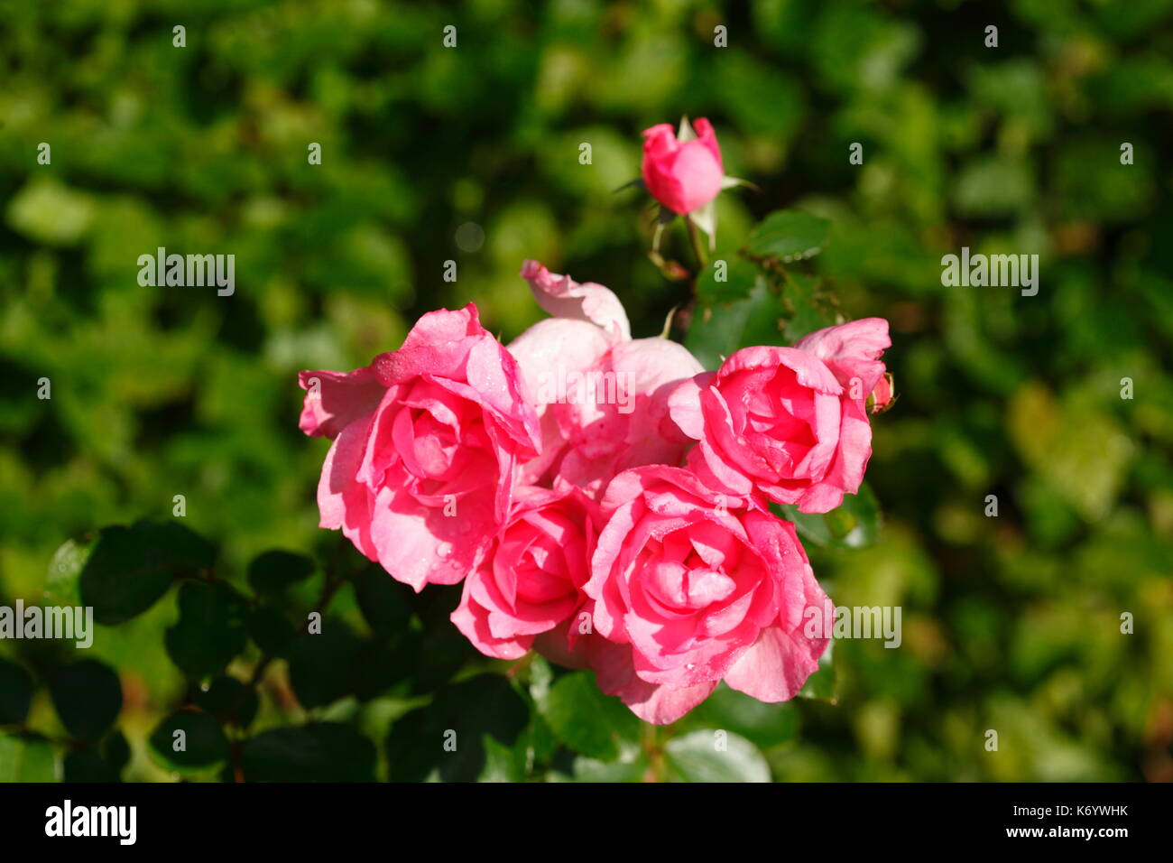 blossoming red colored Roses flowers Stock Photo - Alamy