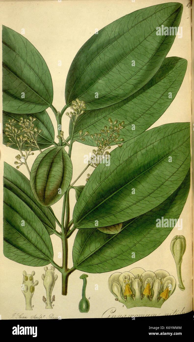 Rare flora documentation hi-res stock photography and images - Alamy