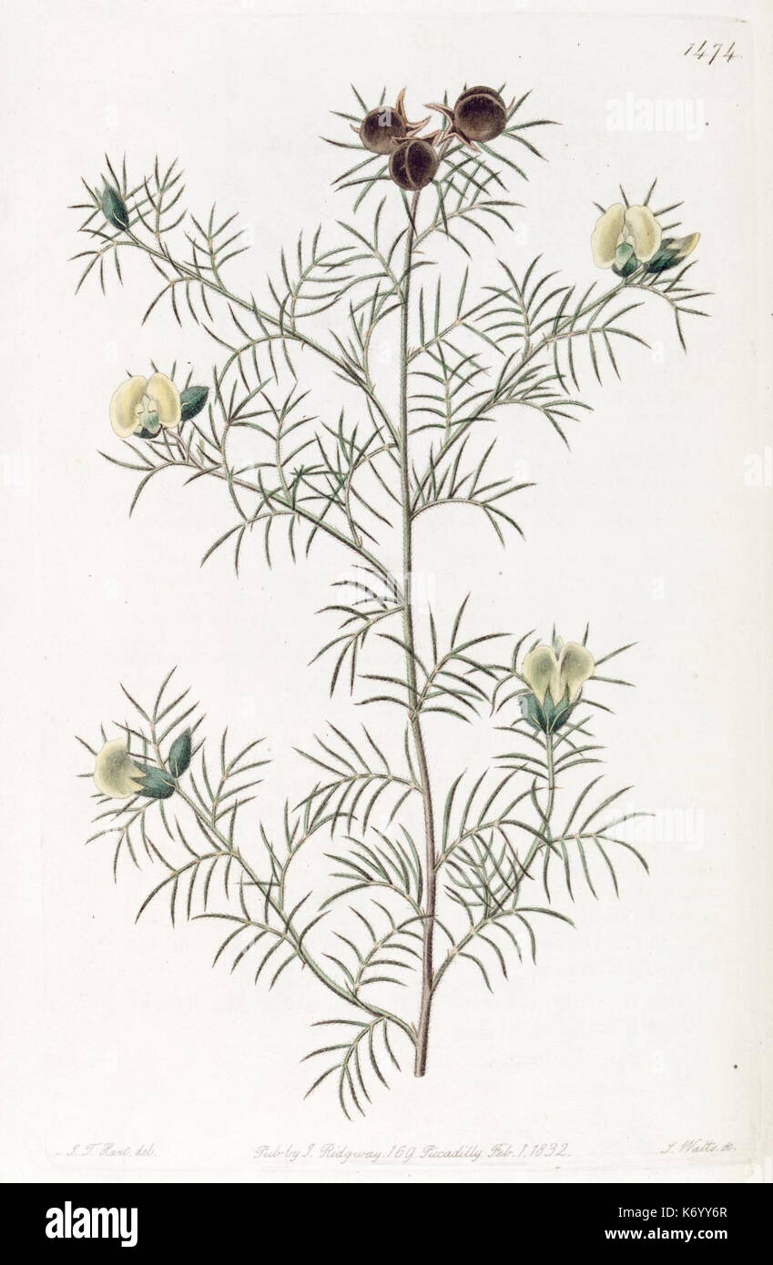 Edwards's botanical register (Plate 1474) (7794945836) Stock Photo