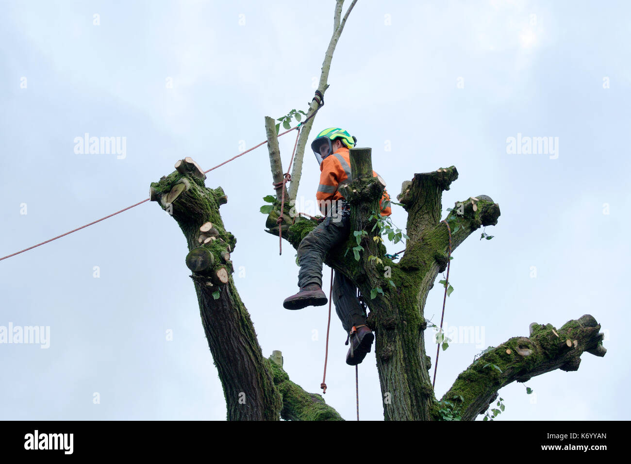 A tree surgeon at work Stock Photo Alamy