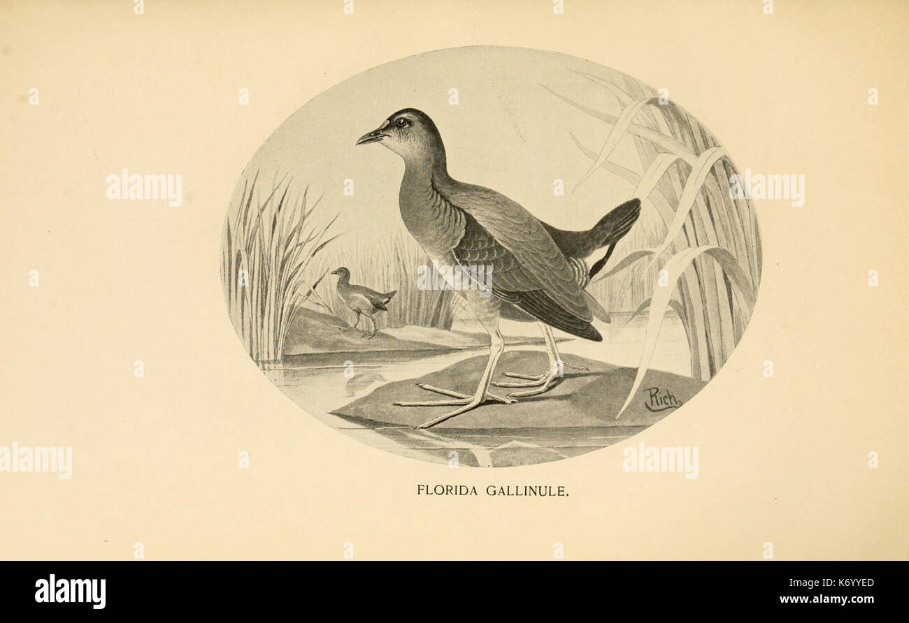 Feathered game of the Northeast (Pl. 50) (8472809413 Stock Photo Alamy