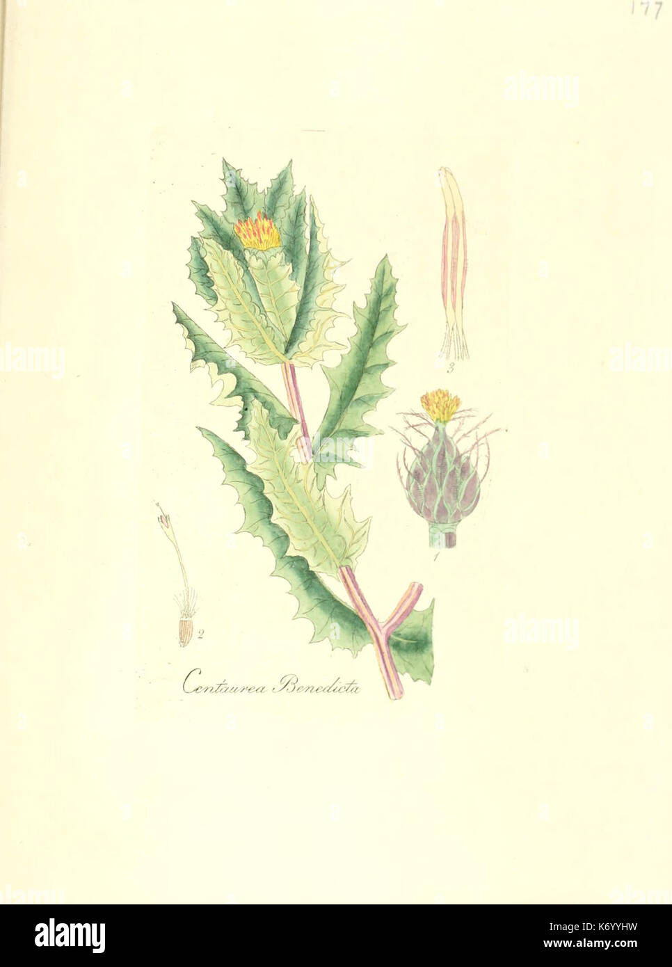 Flora medica, oder, Abbildung der wichtigsten officinellen Pflanzen (Pl. 177) (6032570862) Stock Photo