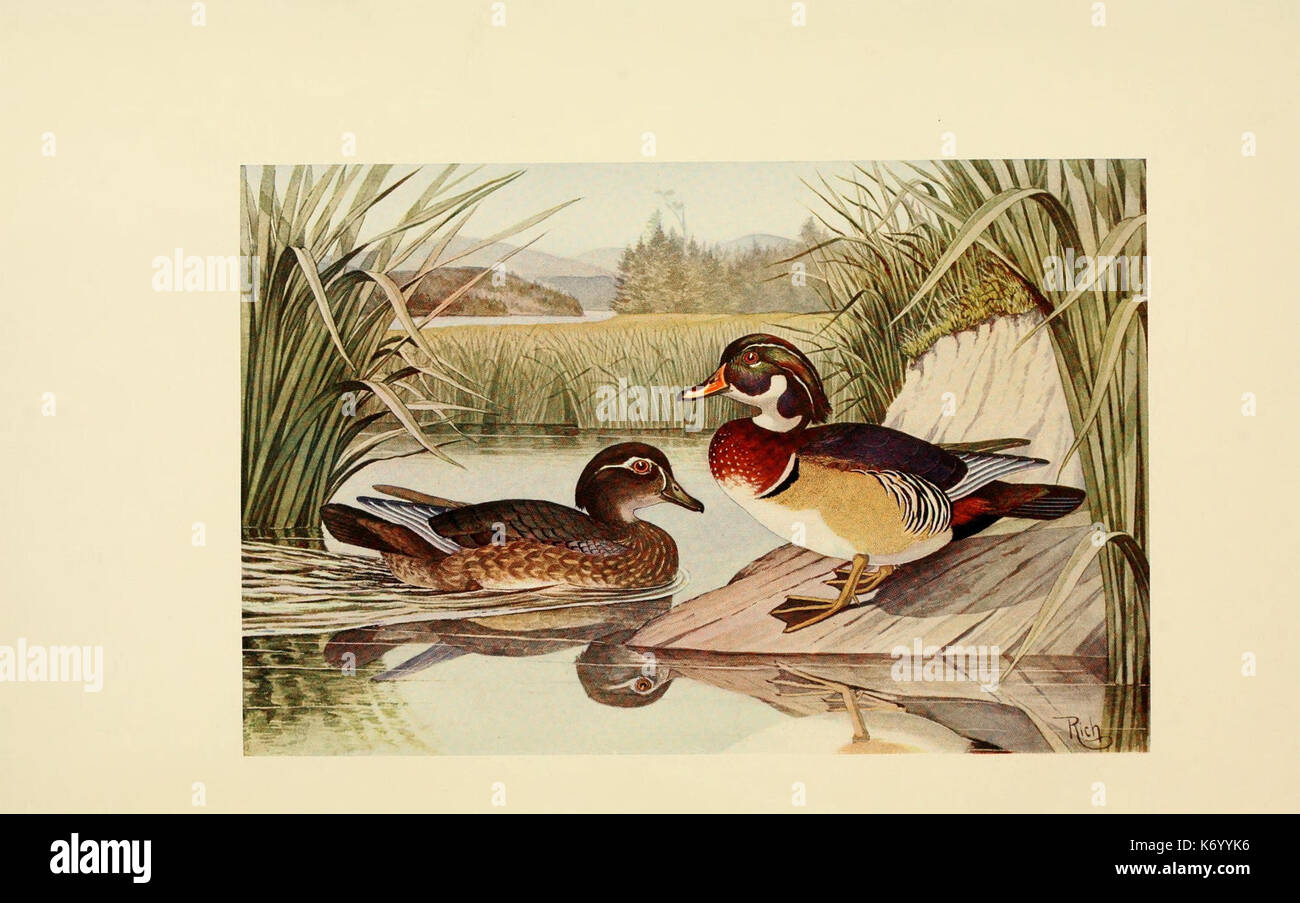 Feathered game of the Northeast (Pl. 1) (8473865918 Stock Photo Alamy