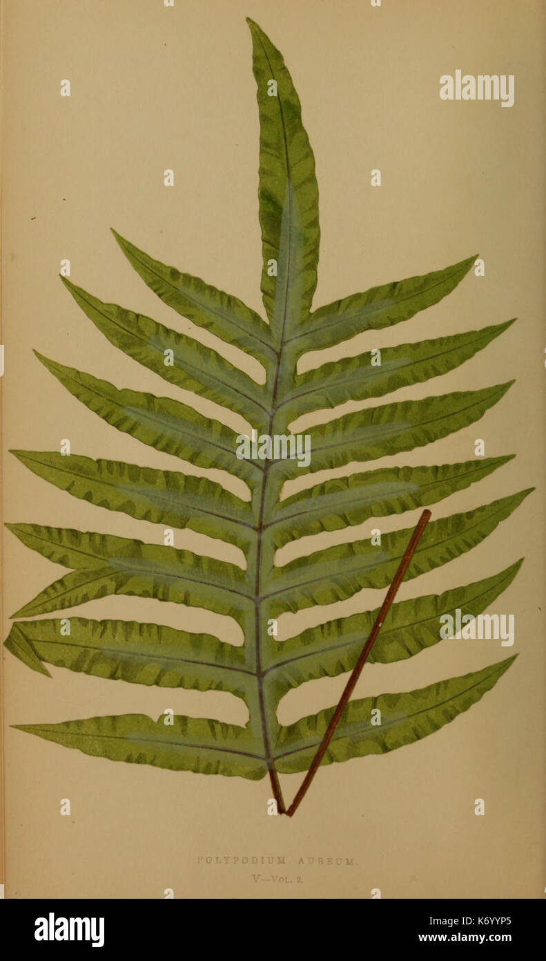 Global fern species hi-res stock photography and images - Alamy