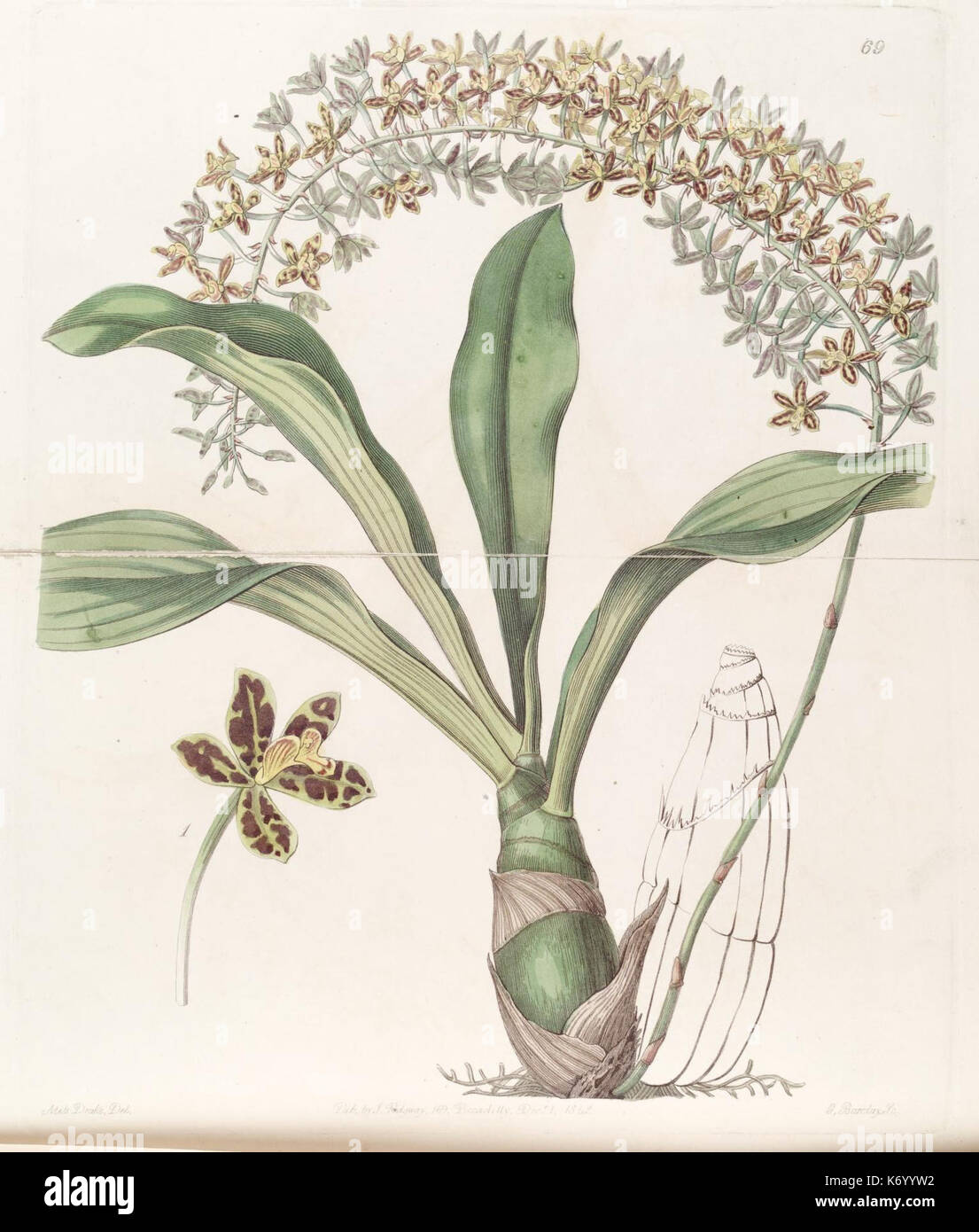 Victorian era botanical prints hi-res stock photography and images - Alamy