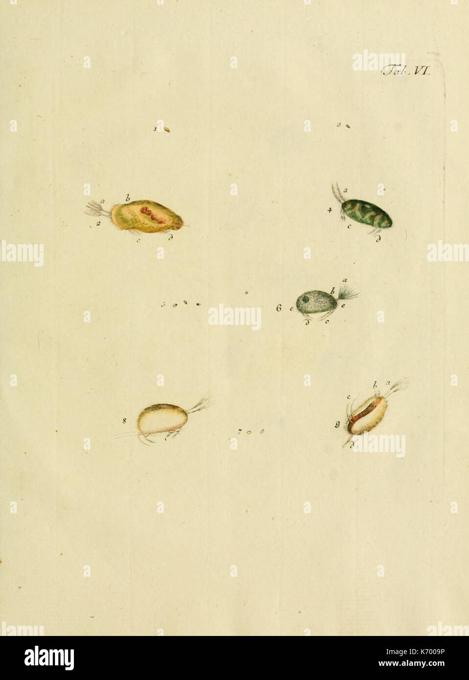 Entomostraca seu insecta testacea (Tab. VI) (7514184190 Stock Photo Alamy