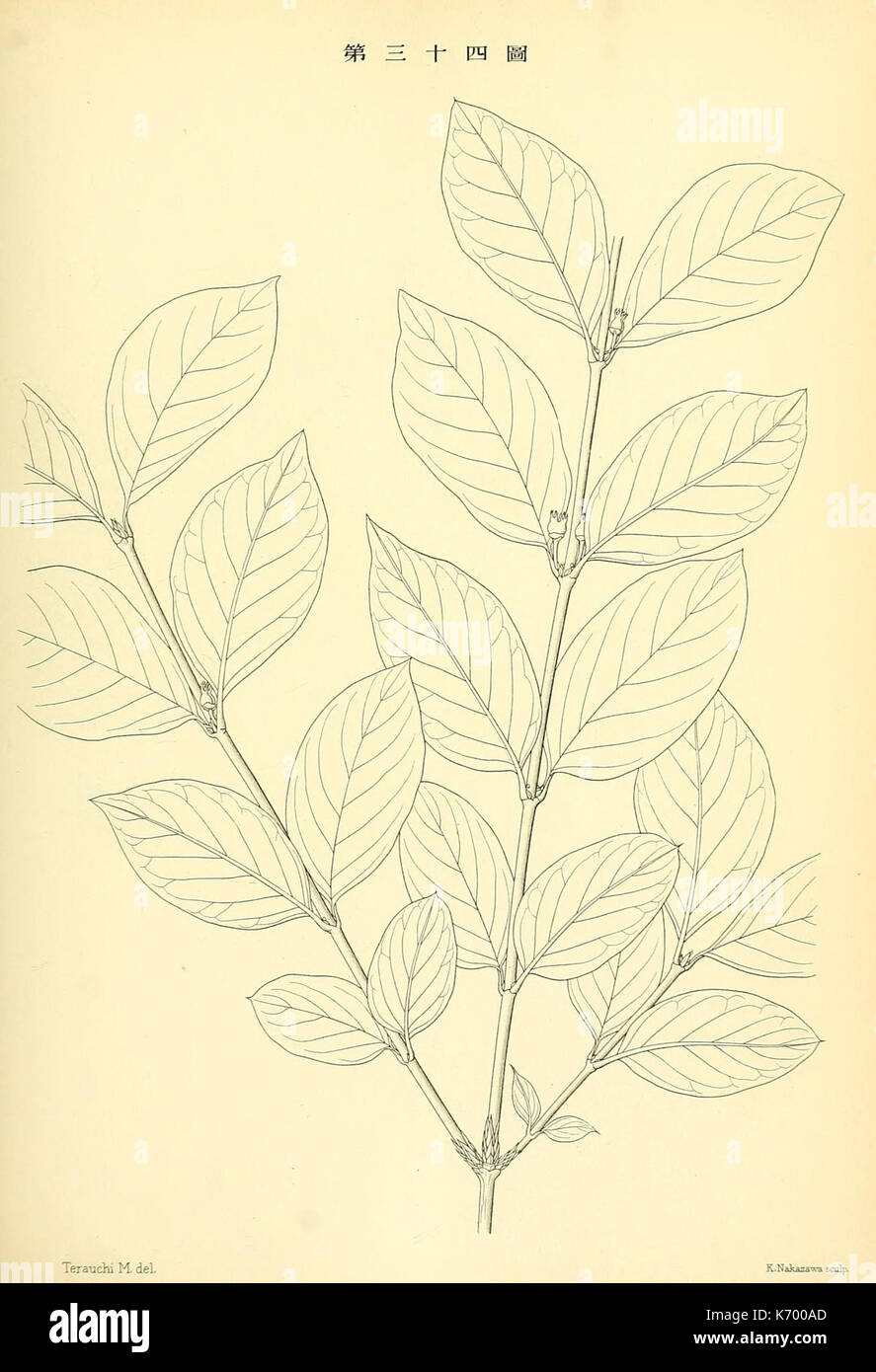 Flora sylvatica koreana hi-res stock photography and images - Alamy