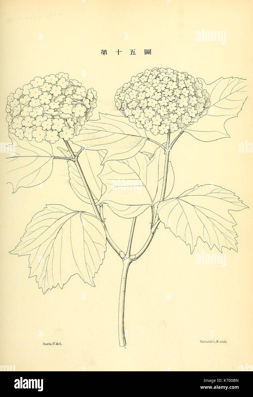 Depiction of native flora hi-res stock photography and images - Alamy
