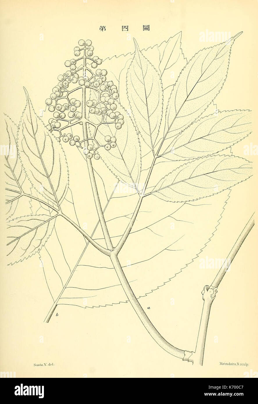 Depiction of native flora hi-res stock photography and images - Alamy