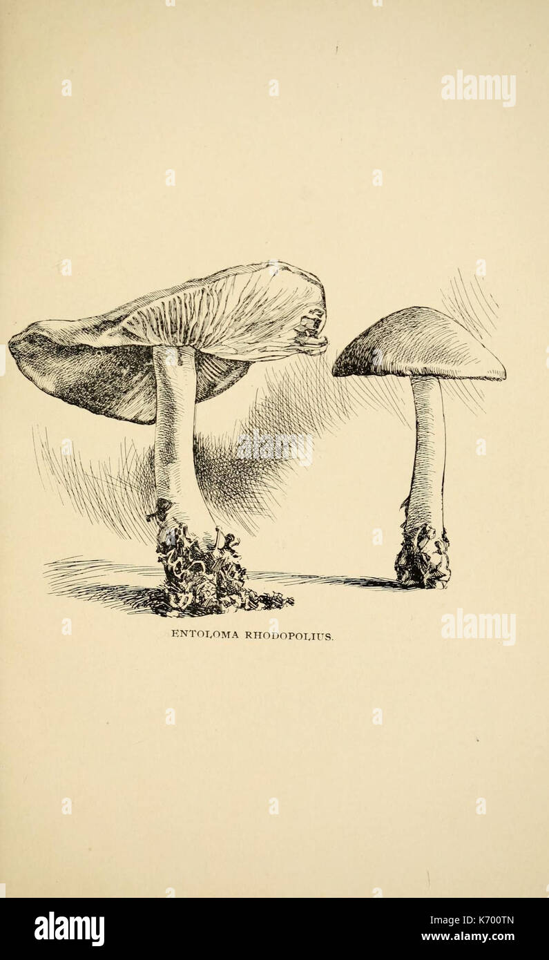 Fungal mapping hi-res stock photography and images - Alamy