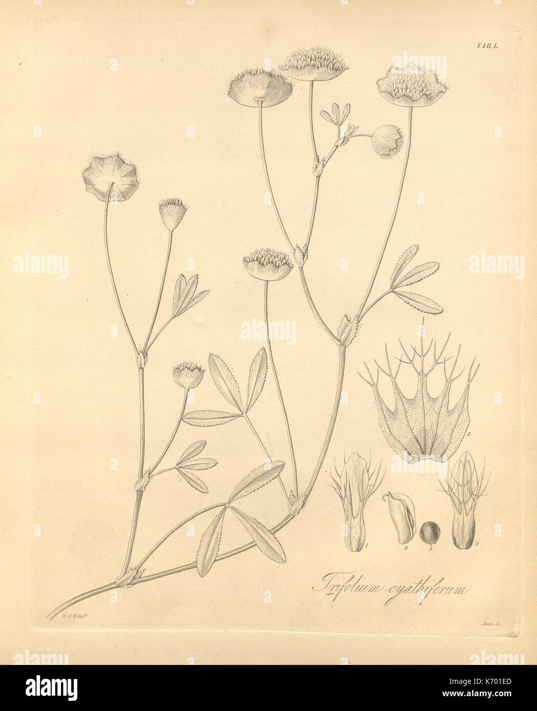Flora boreali americana, or, the botany of the northern parts of British America (Tab. L) (8187246795) Stock Photo