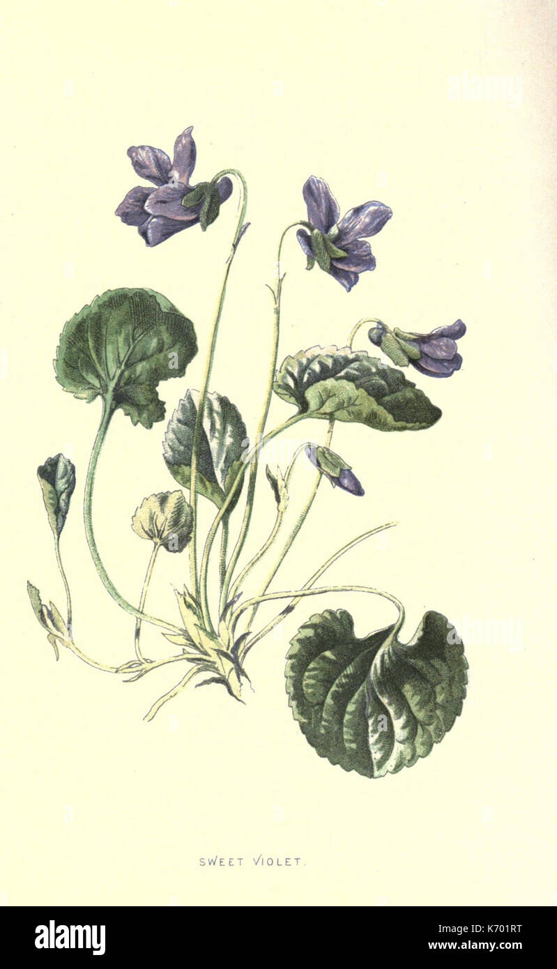 A colour guide to familiar wild flowers, ferns, and grasses by