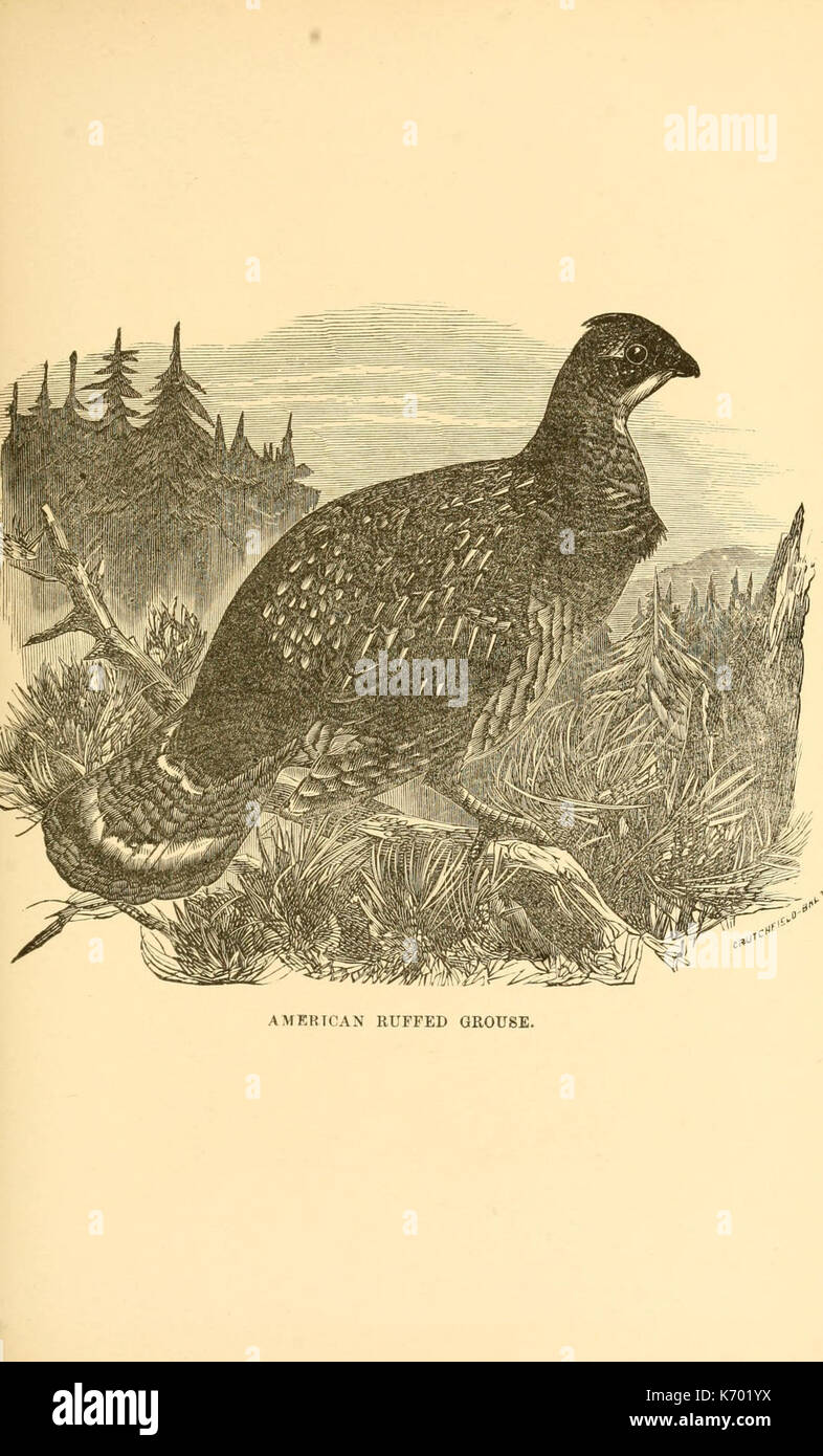 Frank Schley's American partridge and pheasant shooting (Plate 8 ...