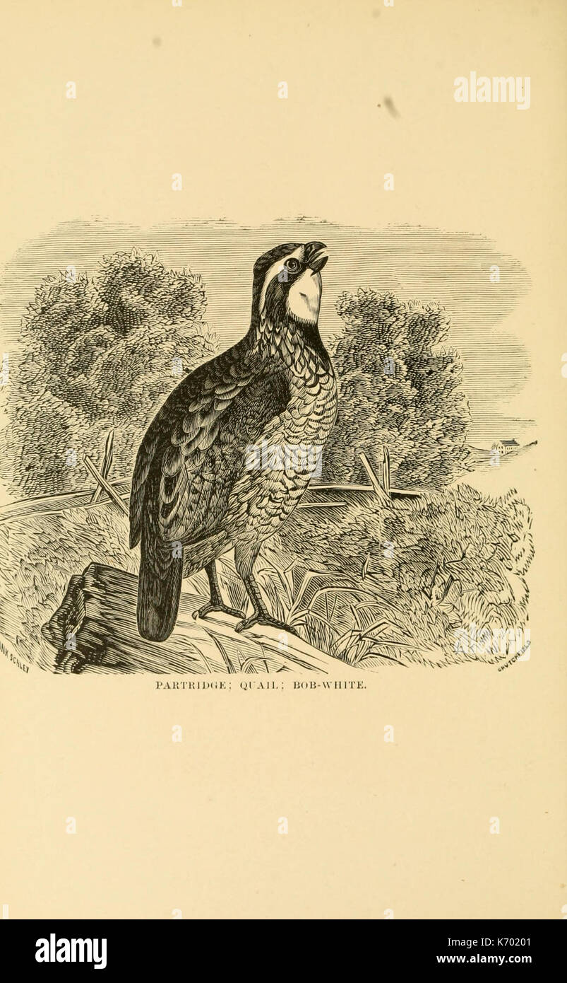 Frank Schley's American partridge and pheasant shooting (Plate 6 ...