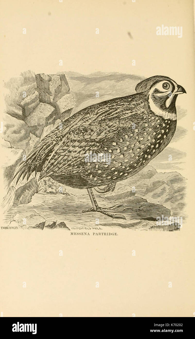 Frank Schley's American partridge and pheasant shooting (Plate 5 ...