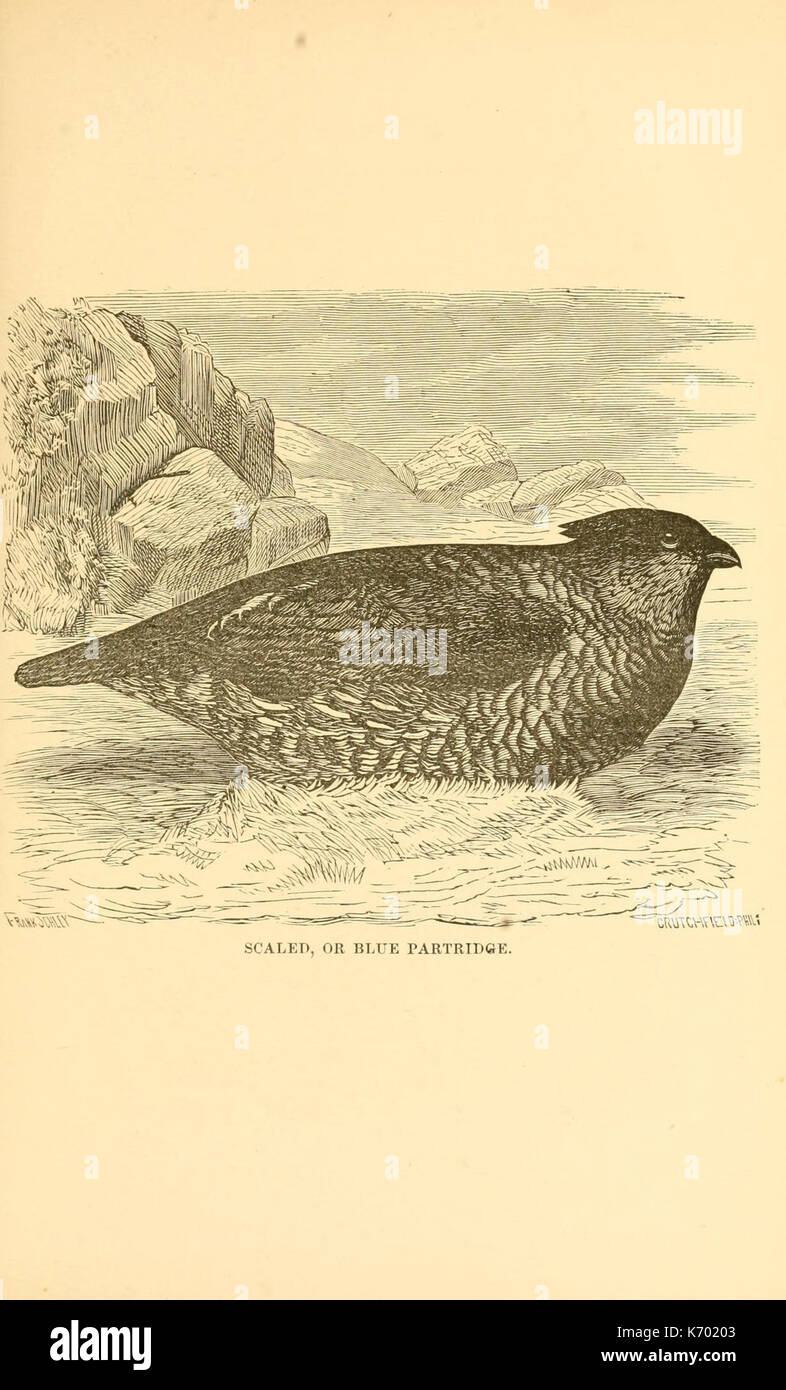 Frank Schley's American partridge and pheasant shooting (Plate 4 ...