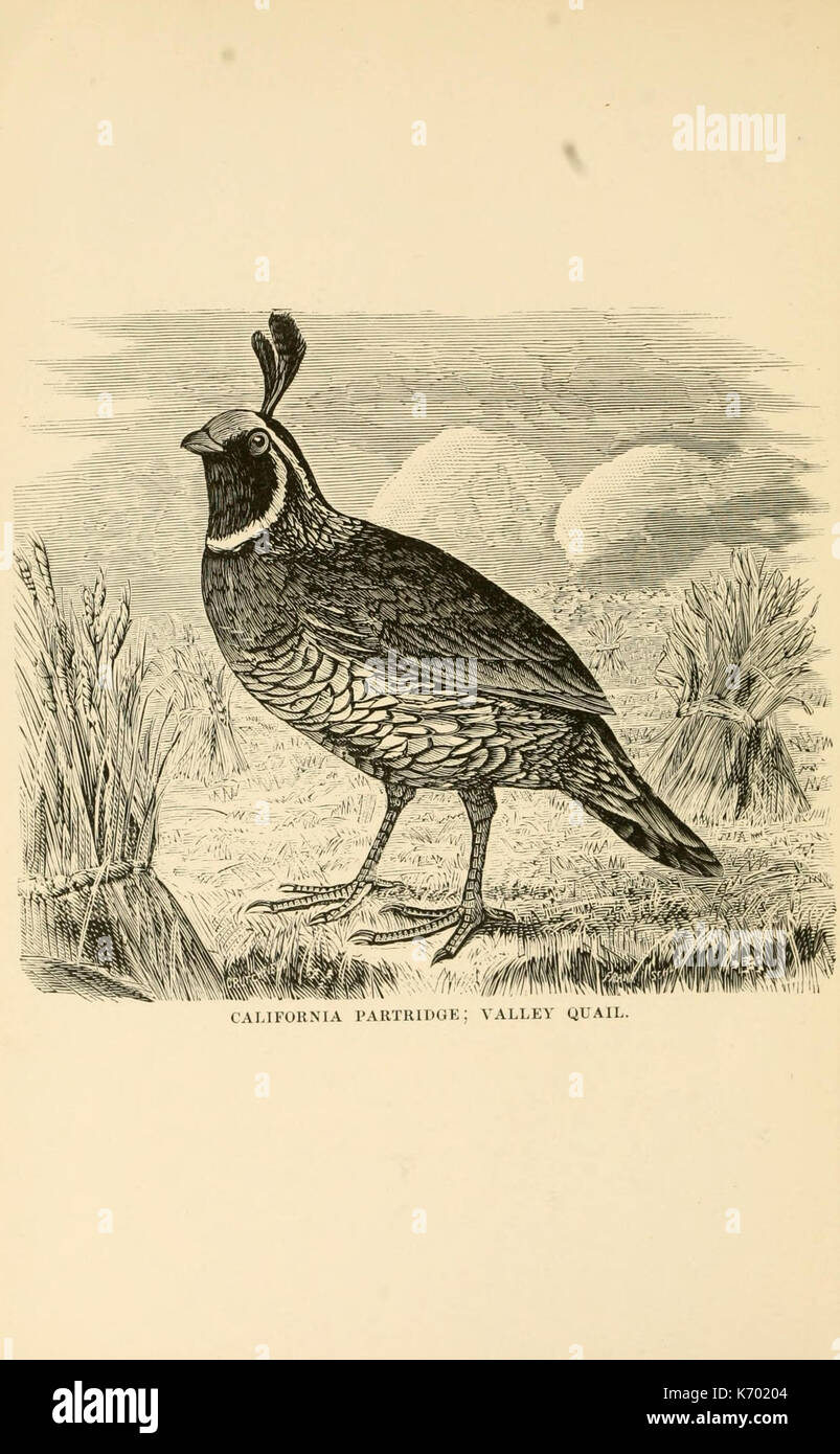 Frank Schley's American partridge and pheasant shooting (Plate 3 ...