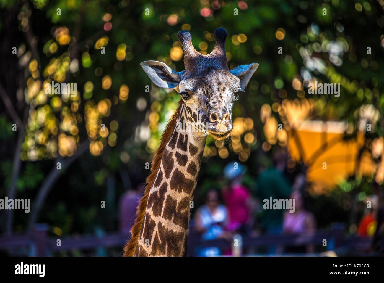Giraffe pose Stock Photo
