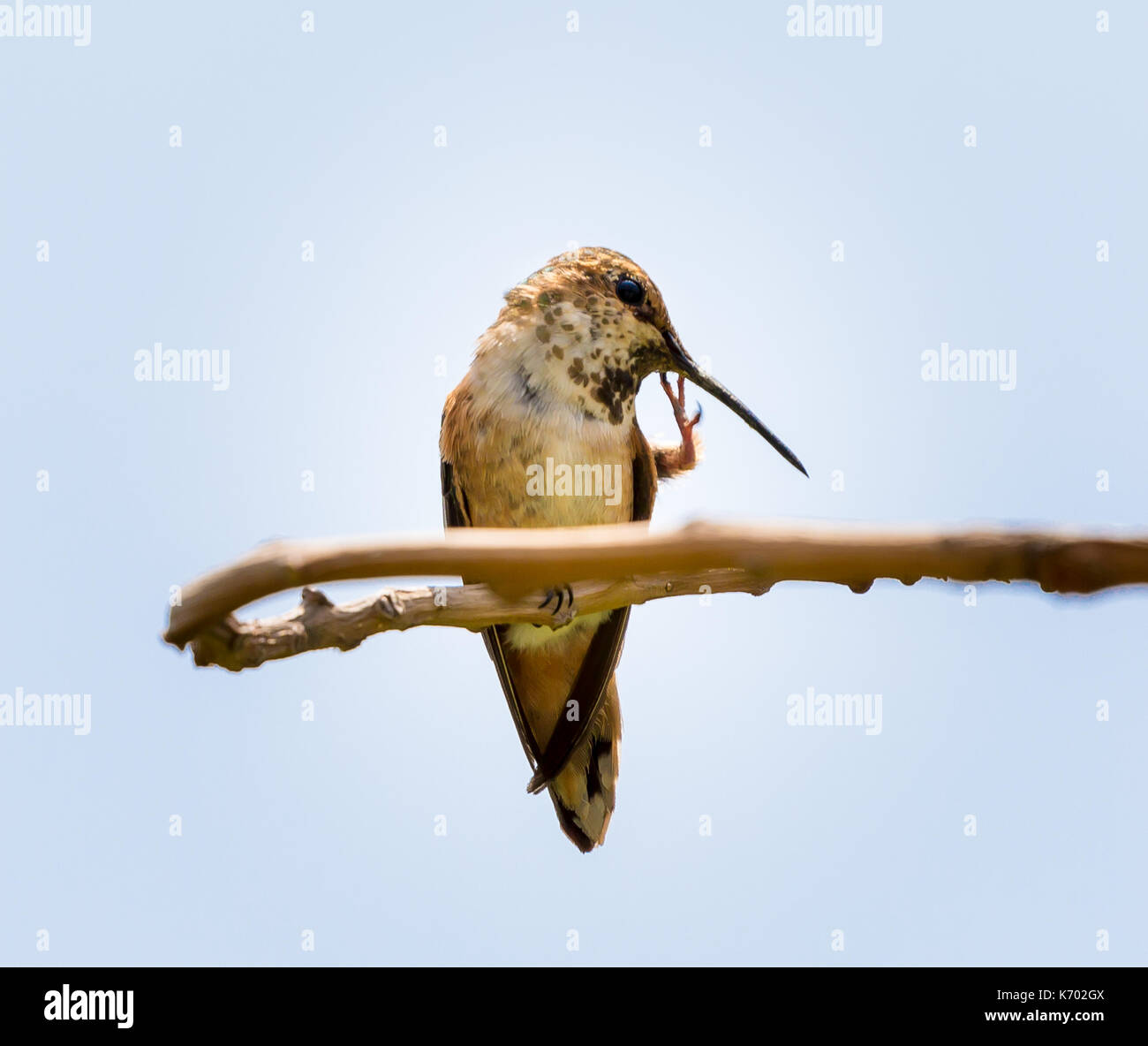 Scratches hi-res stock photography and images - Alamy