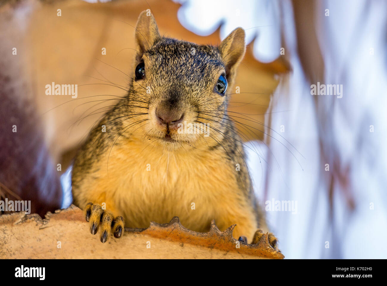 Squirrel up close Stock Photo Alamy
