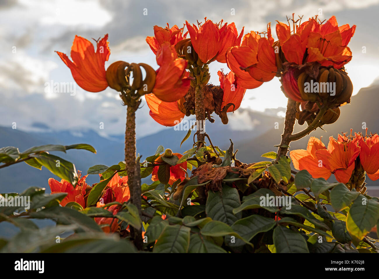Colourful orange flowers in the Bolivian Yungas, tropical and subtropical moist broadleaf forest ecoregion, Nor Yungas Province, central Bolivia Stock Photo